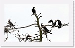 Merimetso3 Great Cormorant * 2979 x 1755 * (2.14MB)